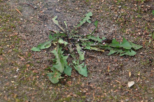 Ukrudtsbrænder: Lige efter du har brugt din ukrudtsbrænder Ukrudtsbrænder: Lige efter du har brugt din ukrudtsbrænder